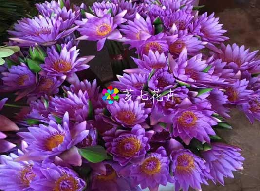 金河鲜花批发网