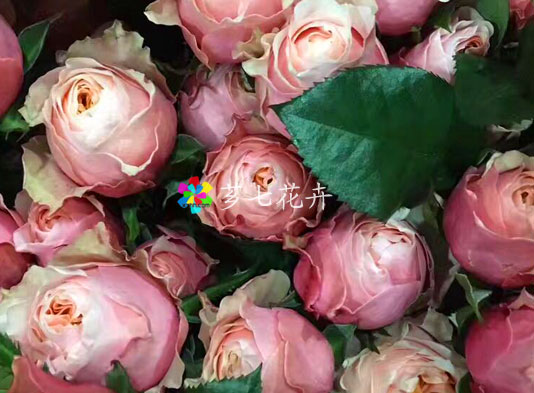 金河鲜花批发网