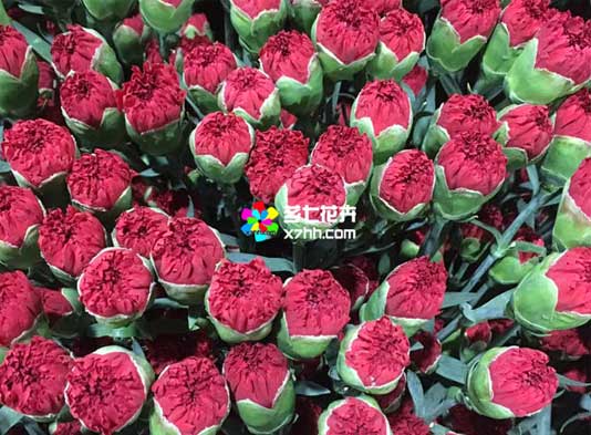 金河鲜花批发网