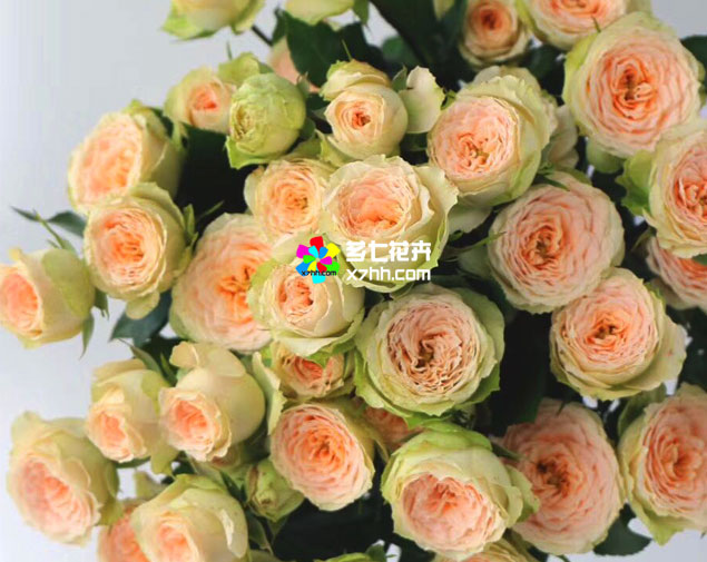 金河鲜花批发网