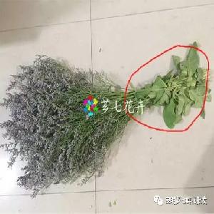 为什么我们要的一公斤情人草，到货后一称都只有7到9公两？,芗七鲜花批发网