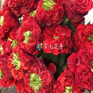 2018年12月7日斗南鲜花交易市场行情,芗七鲜花批发网