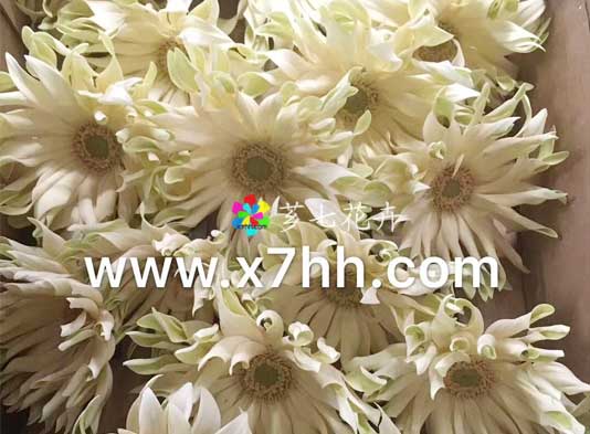 金河鲜花批发网