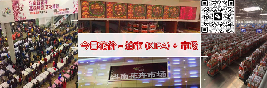 斗南市场今日花价，1个新拍市加1个老拍市加1个自由市场均价
