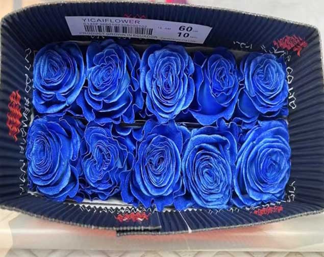 吸色蓝色妖姬图