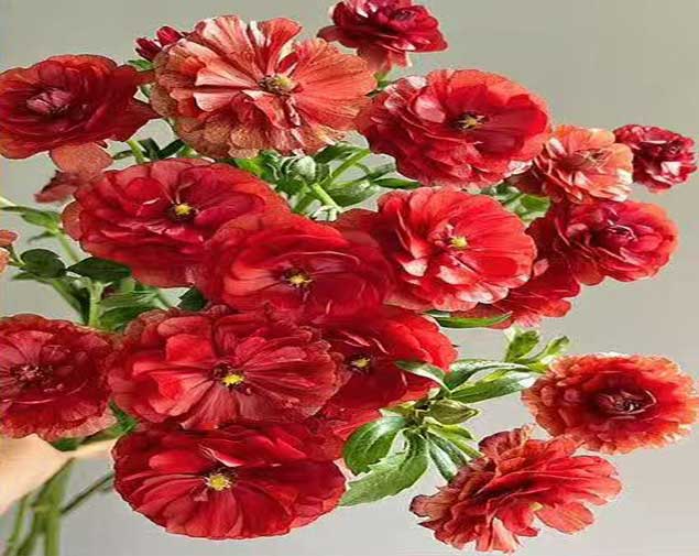 蝴蝶洋牡丹红图