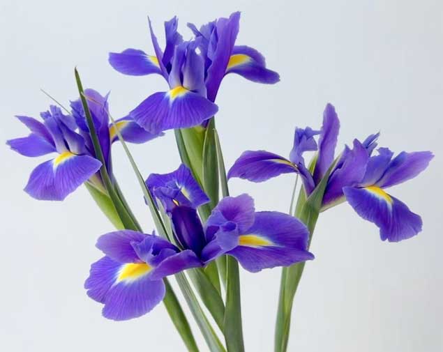 鸢尾/爱丽丝图