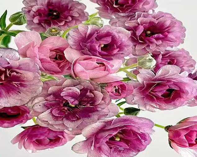 蝴蝶洋牡丹紫图