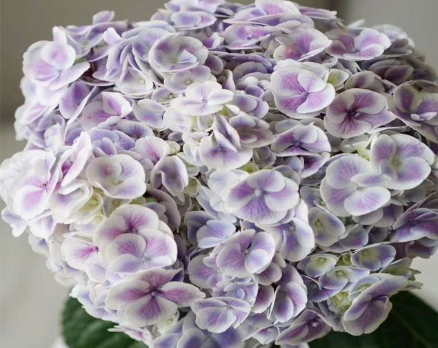 绣球(孔雀紫)图