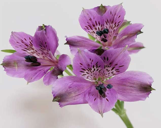 水仙百合紫色图