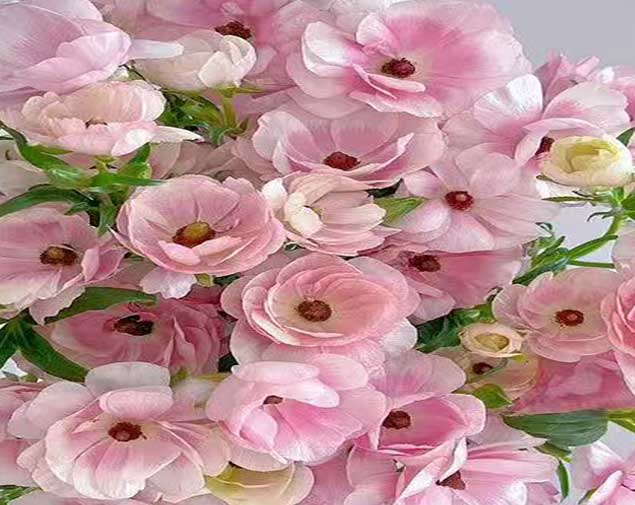 蝴蝶洋牡丹粉图