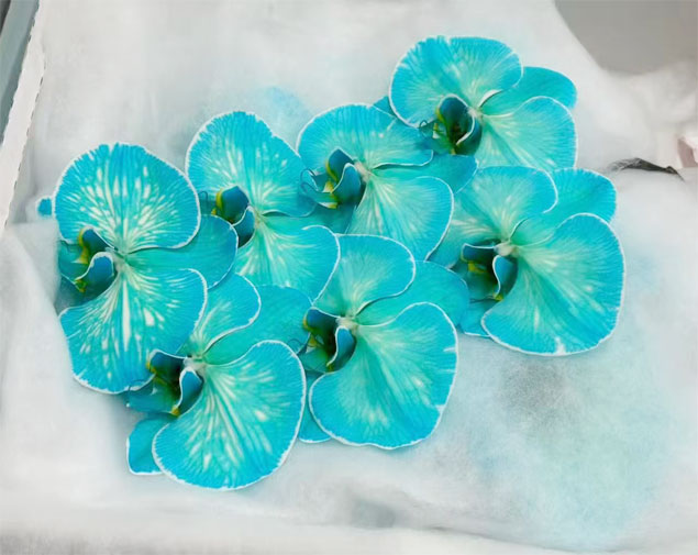 蝴蝶兰(深蓝)图