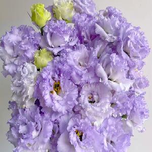 桔梗(农民浅紫)