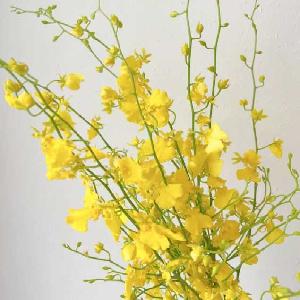 跳舞兰(柠檬黄)