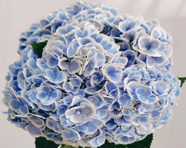 绣球(孔雀蓝)图