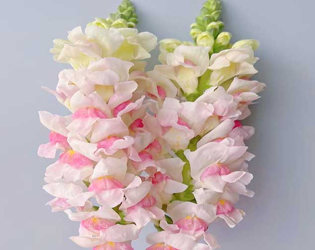 金鱼草双色粉图