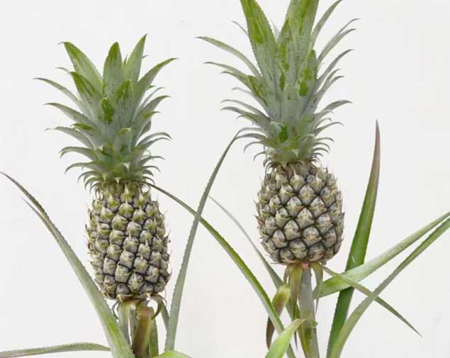 凤梨绿图