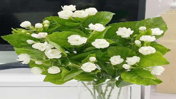 花卉中心茉莉花批发图片展示