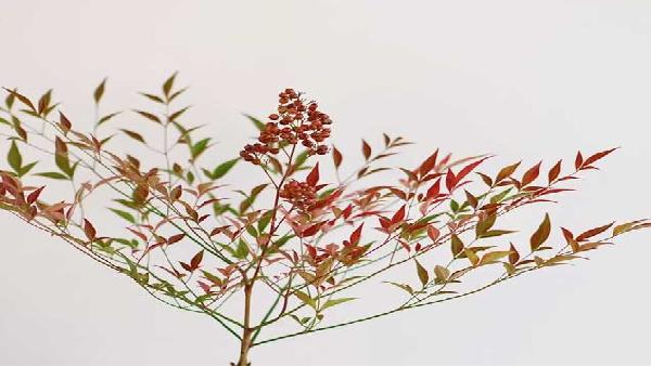 花卉中心南天竹红批发图片展示