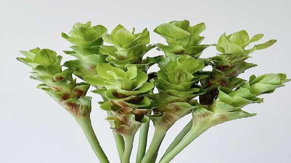 花卉中心姜荷花绿批发图片展示