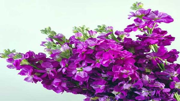 花卉中心紫罗兰紫批发图片展示