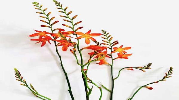 花卉中心火焰兰批发图片展示