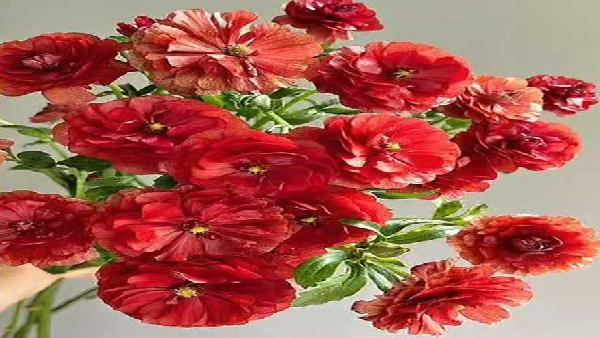 花卉中心蝴蝶洋牡丹红批发图片展示