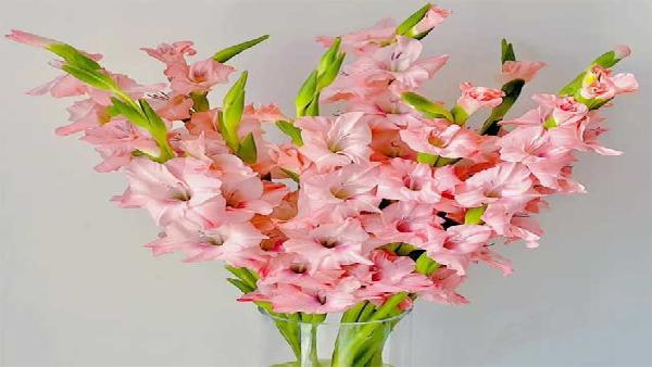 花卉中心剑兰粉批发图片展示