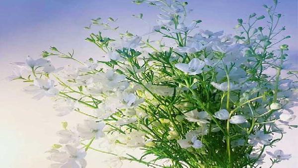 花卉中心小飞燕白批发图片展示