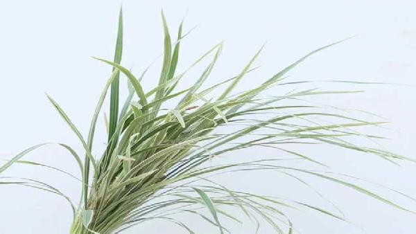 花卉中心春兰叶花边批发图片展示