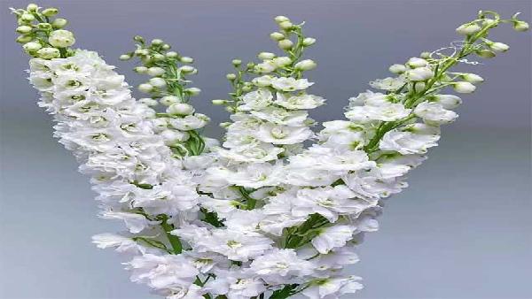 花卉中心大飞燕白批发图片展示