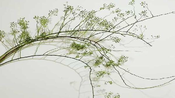 花卉中心山归来绿批发图片展示