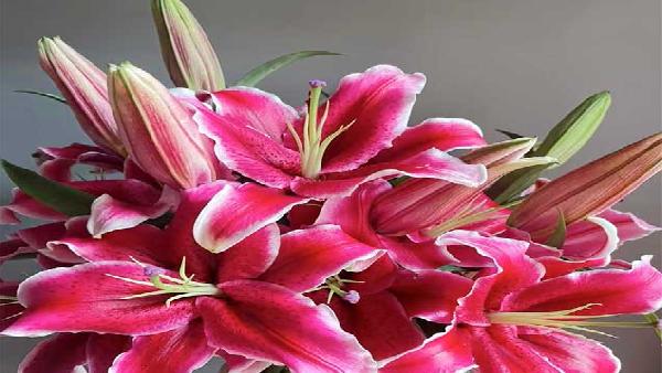 花卉中心多头黑美人批发图片展示