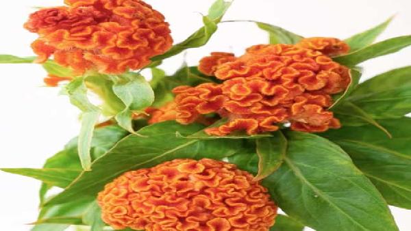 花卉中心鸡冠花橙批发图片展示