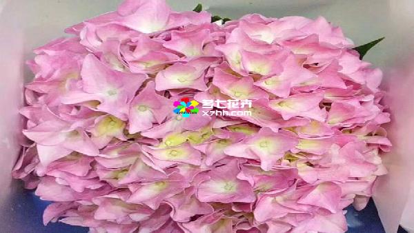 花卉中心绣球(深粉)批发图片展示