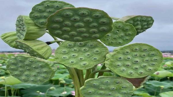 花卉中心莲蓬批发图片展示