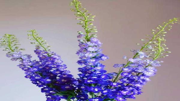 花卉中心大飞燕深紫批发图片展示