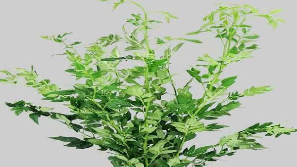 花卉中心九星叶批发图片展示