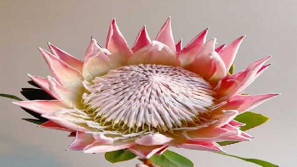 花卉中心帝王粉批发图片展示