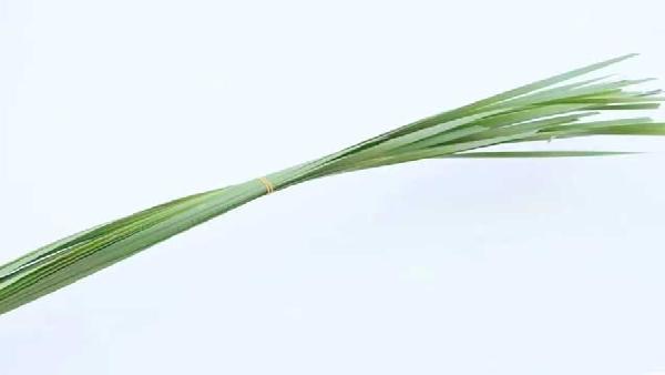 花卉中心水蜡烛叶批发图片展示