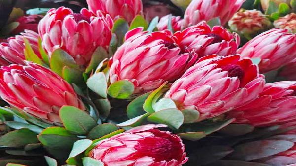 花卉中心公主红批发图片展示