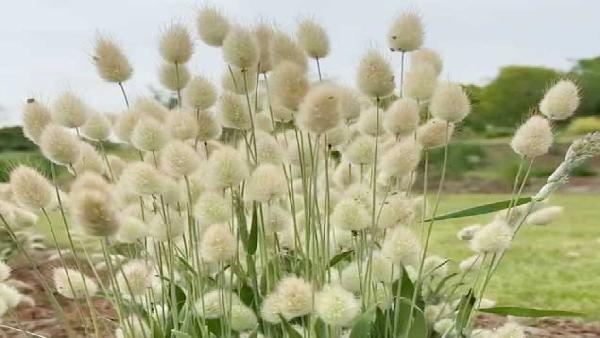 花卉中心兔尾批发图片展示