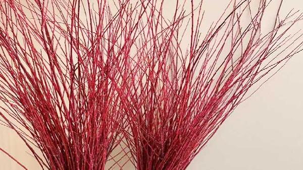 花卉中心红瑞木批发图片展示