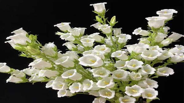 花卉中心风铃花白批发图片展示