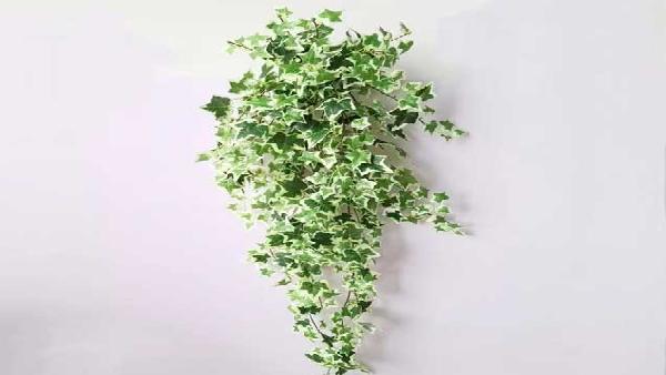 花卉中心常春藤花边批发图片展示