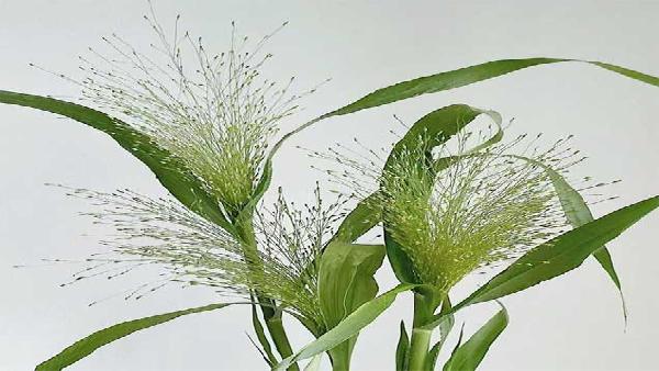 花卉中心喷泉草批发图片展示