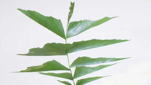 花卉中心鱼尾叶批发图片展示