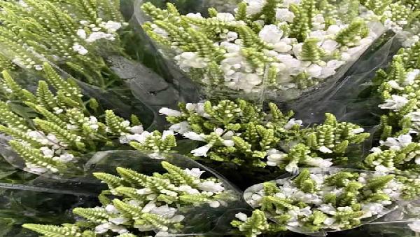 花卉中心虎尾白批发图片展示