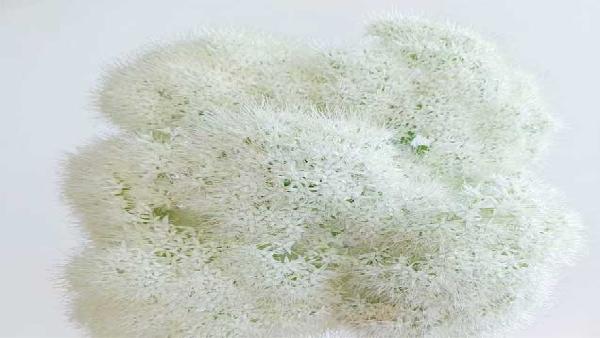 花卉中心景天白批发图片展示