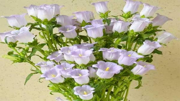 花卉中心风铃花浅紫批发图片展示